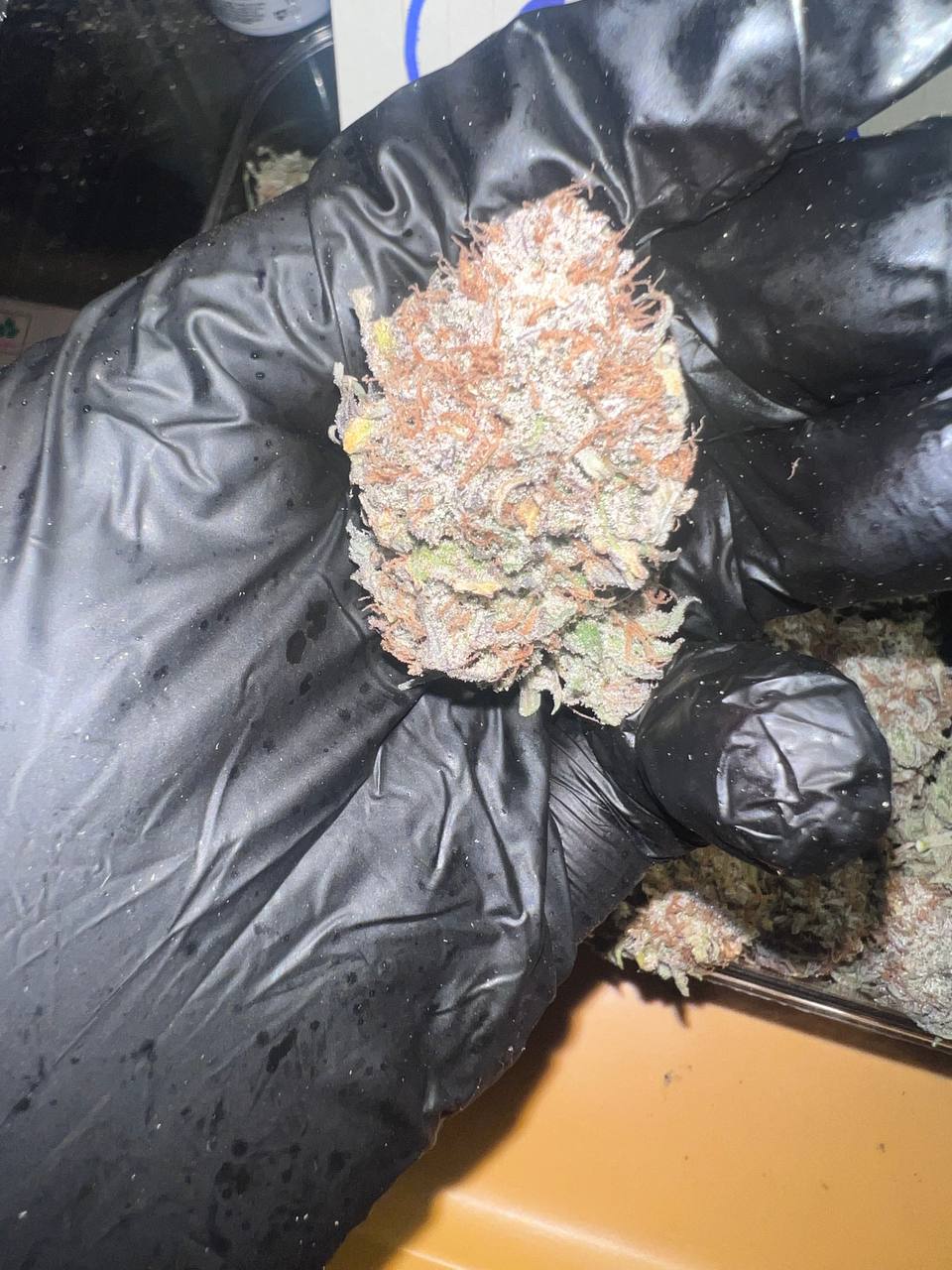 【广东】国产冰淇淋蛋糕